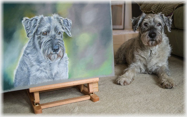 Tierzeichnung, Pastell, Schnauzer, pet portrait