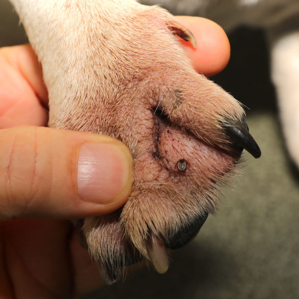 tique chien comment enlever