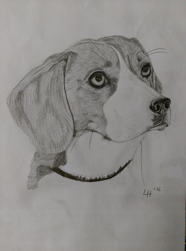 Beagle #Schnellzeichung