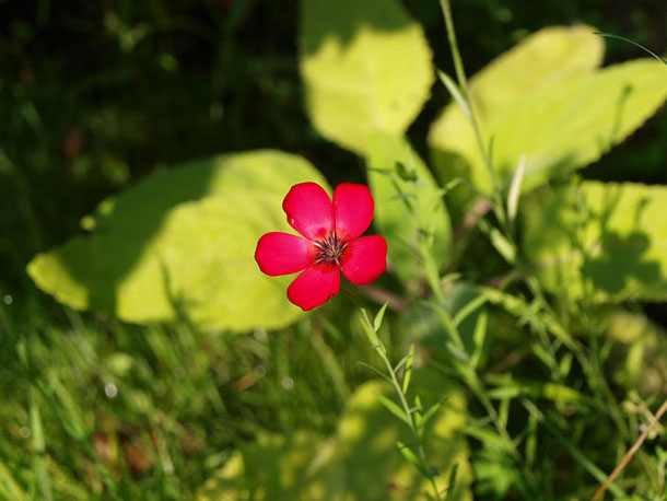 Eine einzelne rote Blüte inmitten grüner Blätter und Gräser.