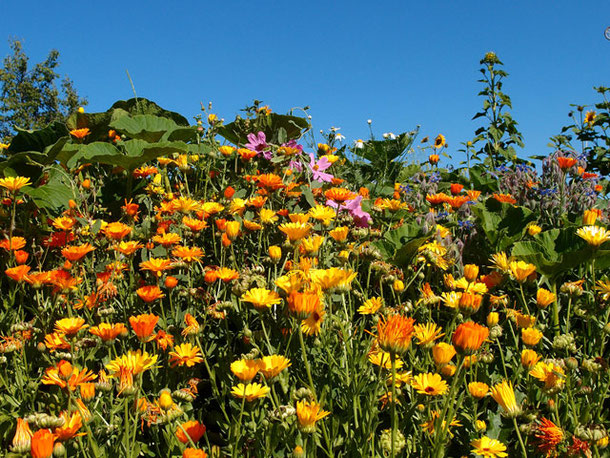 Bunte Ringelblumen an einem Hang unter strahlend blauem Himmel