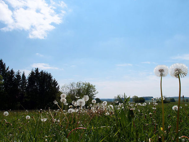 Frühlingswiese auf der schwäbischen Alb bei Sonnenbühl, unter blauem Himmel im Vordergrund Pusteblumen seitlich links dichte Tannen 