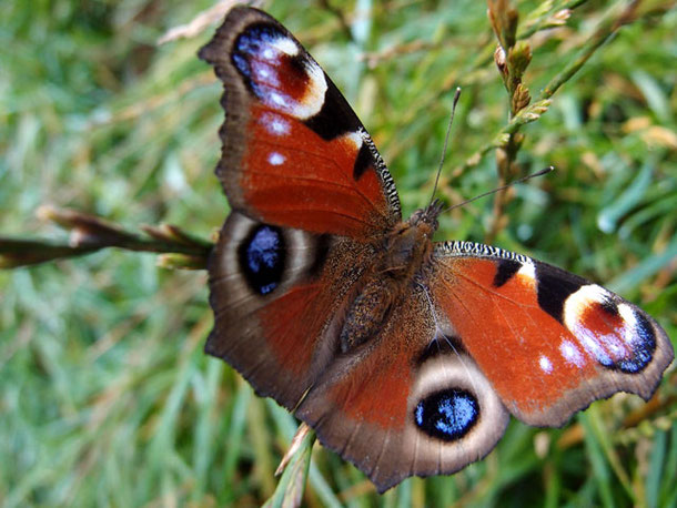 Schmetterling sitzt im Sonnnenschein auf einem günen Grashalm.