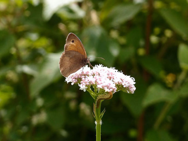 Schmetterling (großes Ochsenauge) auf einer rosa Blüte. Unter der Blüte eine grün-braune Raupe. Im Hintergrund die grünen Pflanzen am Waldrand bei Melchingen, Schwäbische Alb