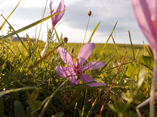 Herbstzeitlosen am Abend auf einer Wiese der Schwäbischen Alb.