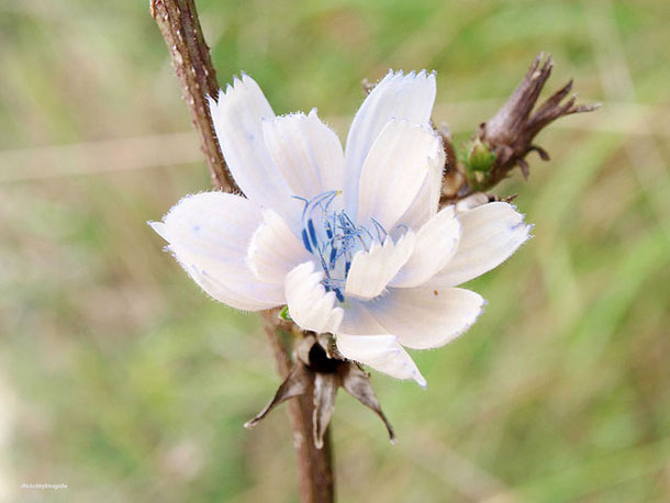 Eine besondere Wegwarte, die meistens blau ist und sehr selten in Weiß vorkommt. Fotografiert von Dagmar Hiller auf einer Wiese der Schwäbischen Alb.