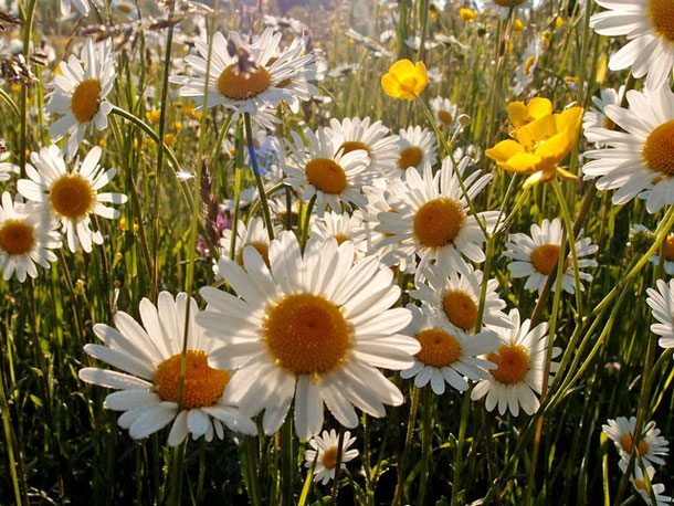 Margeriten in einer Wiese in Sonnenbühl auf der Schwäbischen Alb.