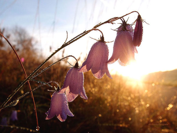 Tauperlen auf Glockenblumen in der Morgensonne in Sonnenbühl, Schwäbische Alb