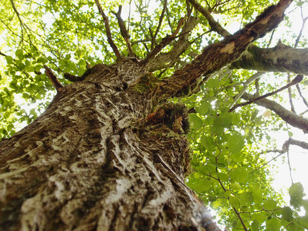 Alter Haselnussbaum, den Stamm nach oben ins Laub fotografiert, um die Stärke zu demonstrieren, an der großen Lauter im Lautertal - Schwäbische Alb