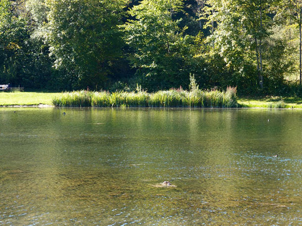 kleiner See umstanden von Bäumen im Lautertal schwäbische Alb