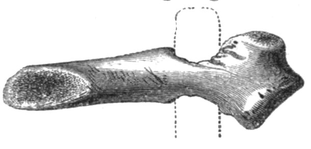Fig. 162.