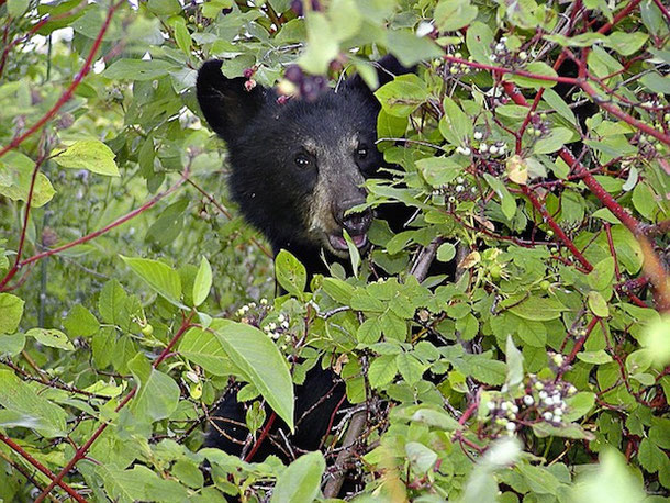 Bear watching in Canada