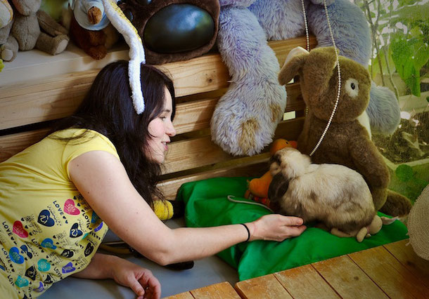 Playing with a rabbit in rabbit cafe in bangkok