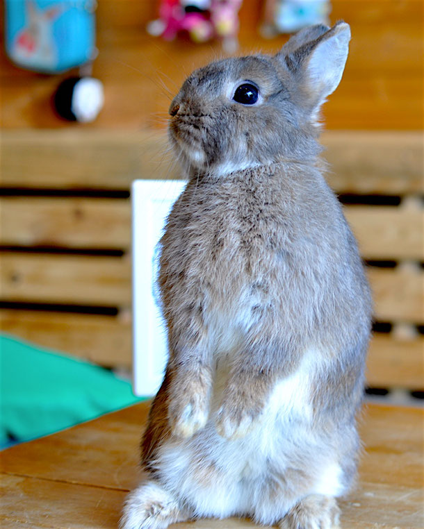 rabbit in the rabbit cafe in bangkok