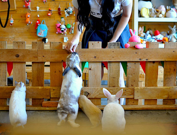 Feeding rabbits in rabbit cafe in bangkok