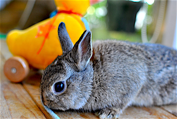 the rabbit cafe is also a shelter