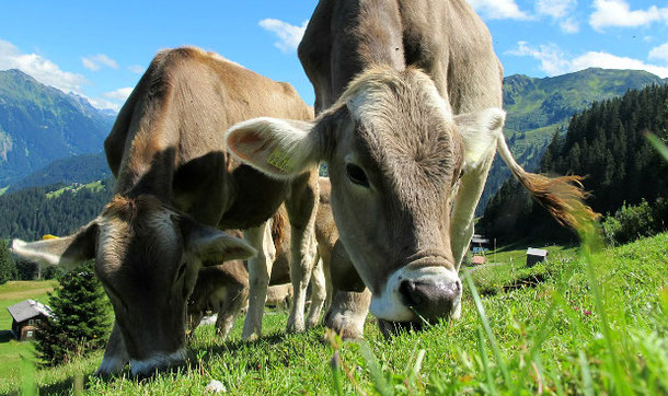 Alternative traveling wwoffing - helping on farms around the world