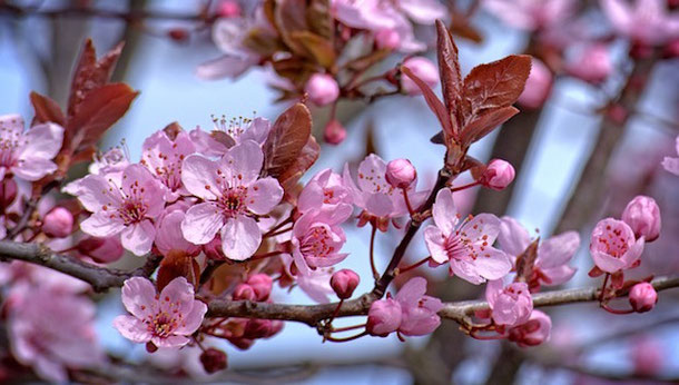 Cherry Blossom viewing in Vancouver, Canada