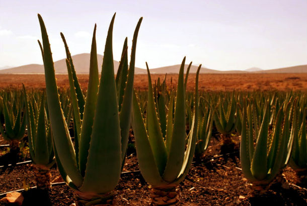 Aloe vera plantation canary islands