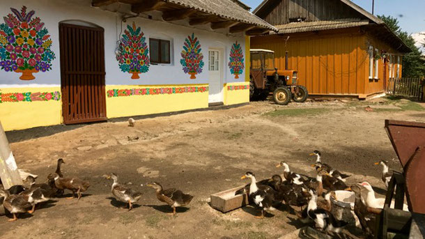 Утки в деревне Залипье. 