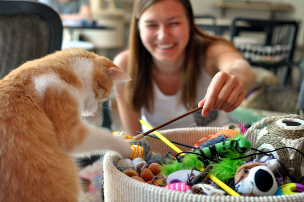 Playing with a cat in a Cat Cafe Warsaw