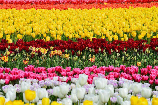 Tulips festival in Canada