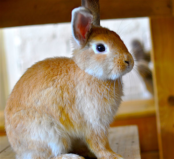 Cute rabbit in the rabbit cafe in Bangkok