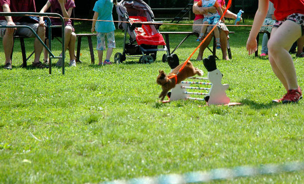 Unusual thing to do in Stockholm is to attend a rabbit-jumping competition