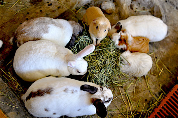 Lunch time in the rabbit cafe in bangkok