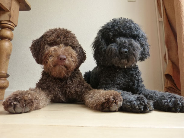 Balou       &         Conga