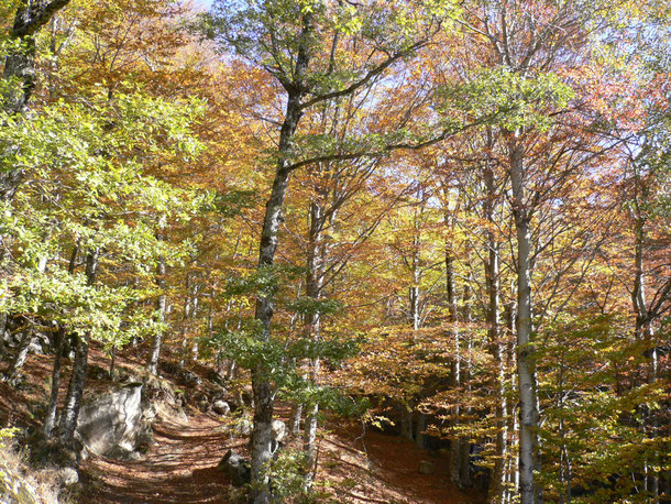 Lumière d'automne (Lozère), photo MHB