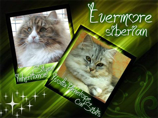 Inheritance siberian cattery deals