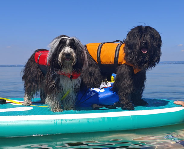 Wir wünschen allen Besuchern unserer HP einen wunderschönen Sommer! Rani und Im-chi genießen das kühle Nass auf den SUP's ;-)