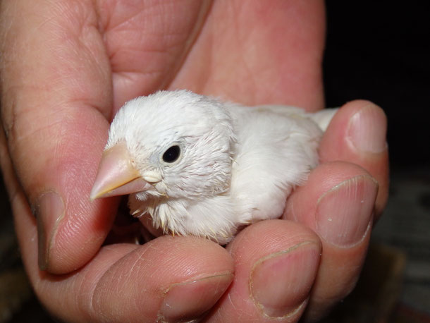 福岡県手乗りインコ小鳥販売ペットショップミッキンに手乗り文鳥のヒナが仲間入りしました。