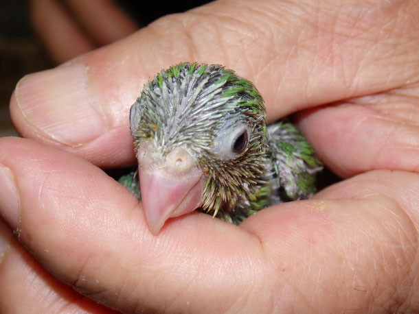 福岡県手乗りインコ小鳥販売店ペットショップミッキンに手乗りマメルリハインコのヒナが仲間入りしました。