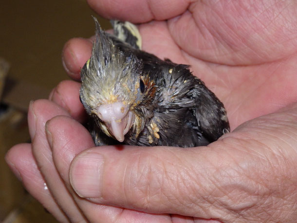 福岡県手乗りインコ小鳥販売ペットショップミッキンの手乗りオカメインコのヒナが仲間入りしました。