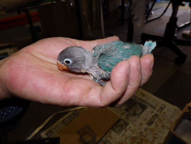 福岡県手乗りインコ小鳥販売店ペットショップミッキンに手乗りボタンインコのヒナが仲間入りしました。