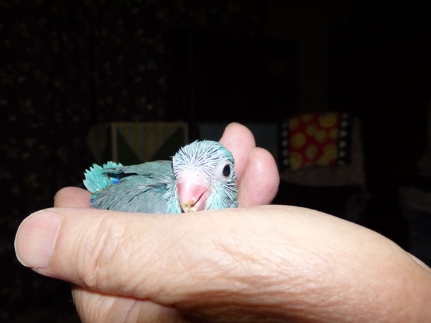 福岡ペットミッキン 手乗りマメルリハインコのヒナ