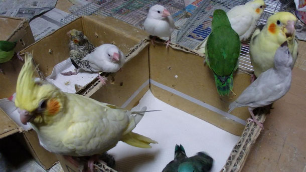 福岡県手乗りインコ小鳥販売ペットショップミッキン 手乗りインコのヒナいっぱい仲間入りしました。