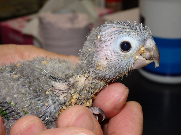 福岡県手乗りインコ小鳥販売店ペットショップミッキンに手乗りオカメインコのヒナが仲間入りしました。