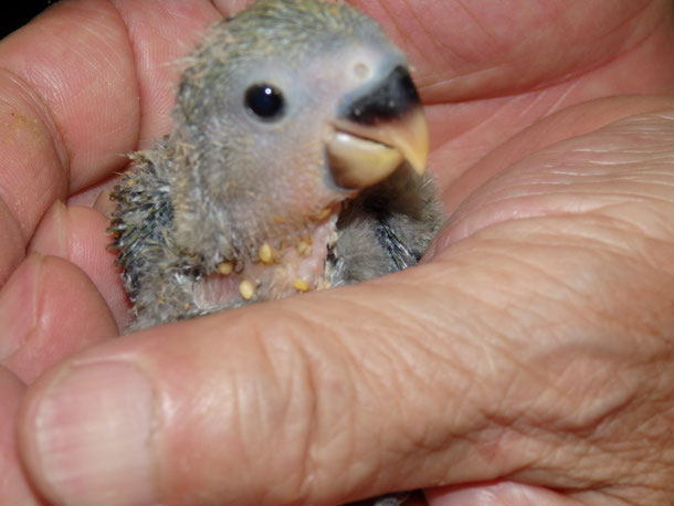 福岡県手乗りインコ小鳥販売店ペットショップミッキンに手乗りコザクラインコが仲間入りしました。