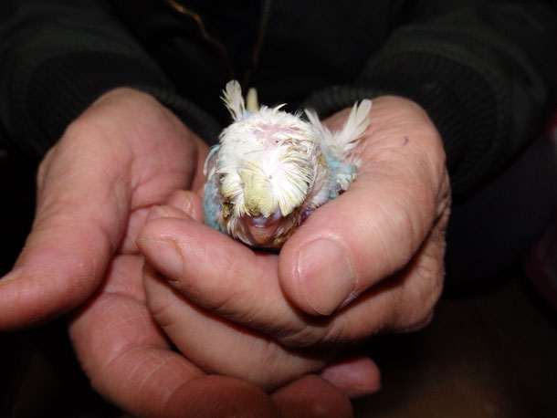 手乗り羽衣セキセイインコ梵天のヒナが仲間入りしました