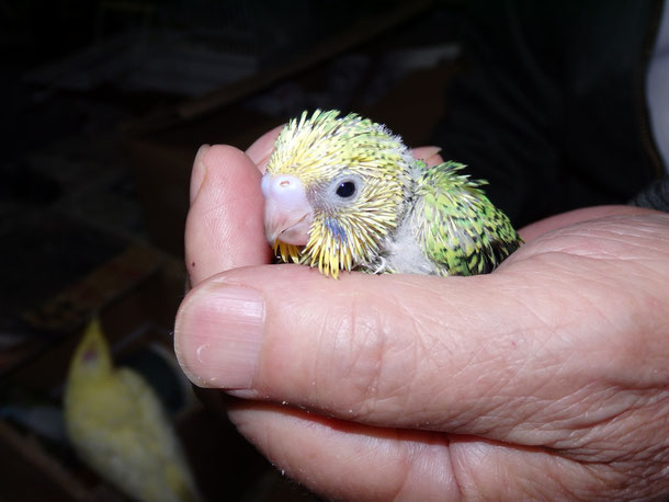 手乗りセキセイインコのヒナが仲間入りしました。