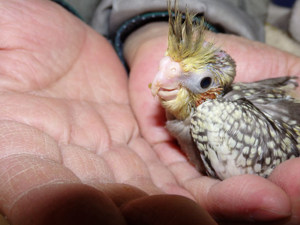 手乗りオカメインコのヒナが仲間入りしました。