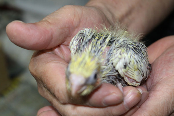 福岡県手乗りインコ小鳥販売店ペットショップミッキンに手乗りオカメインコのヒナが仲間入りしました。