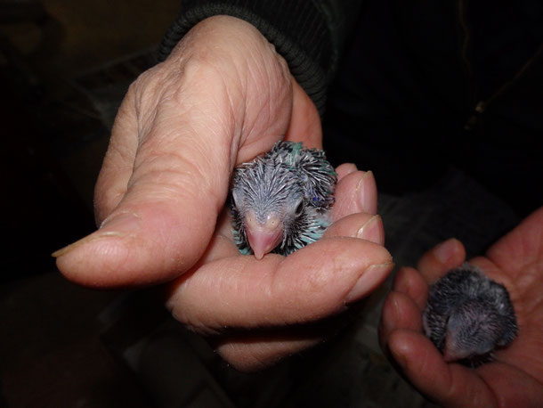 手乗りマメルリハインコブルーヒナが仲間入りしました。