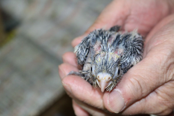 福岡県手乗りインコ小鳥販売店ペットショップミッキンに手乗りオカメインコのヒナが仲間入りしました。