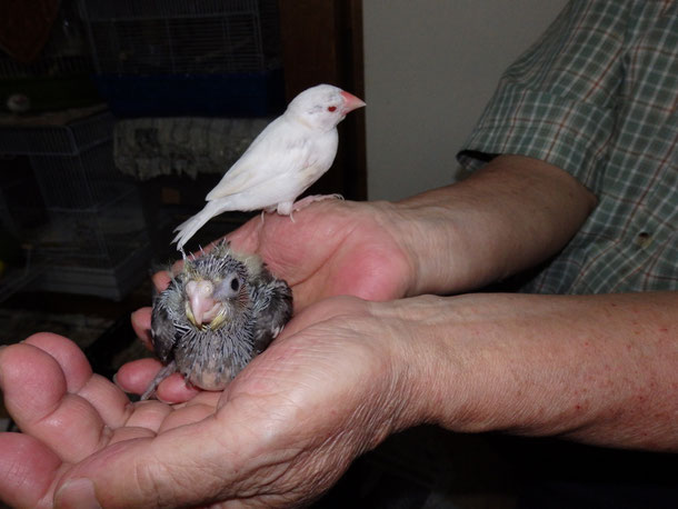 福岡県手乗りインコ小鳥販売ペットミッキンに手乗りオカメインコのヒナが仲間入りしました。