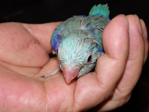 福岡県手乗りインコ小鳥販売店ペットショップミッキンに手乗りマメルリハインコヒナが仲間入りしました。