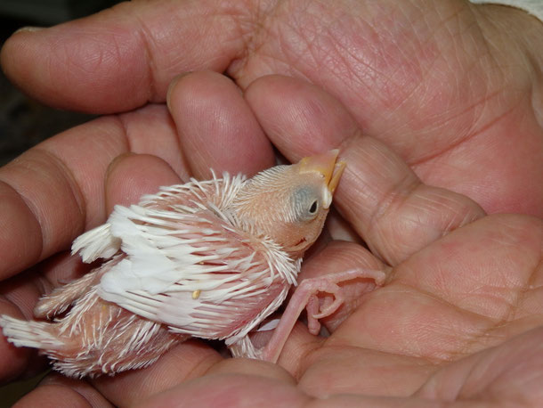 福岡県手乗りインコ小鳥販売ペットショップミッキンに手乗り白文鳥のヒナが仲間入りしました。